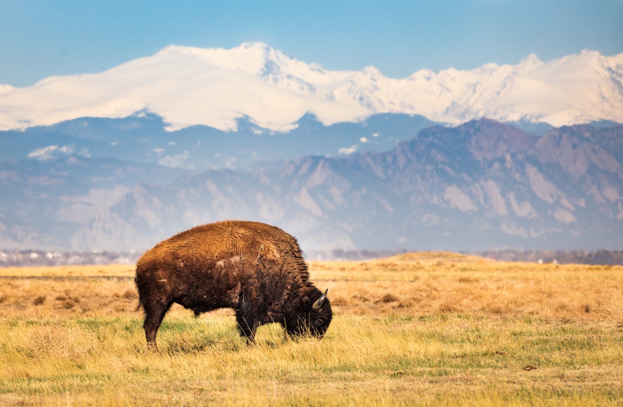 CB Photography Bison Grazing On Front Range Of Rocky Mountains CB Photography Bison Grazing On Front Range Of Rocky Mountains