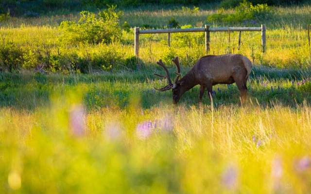 CB Photography Grazing Elk CB Photography Grazing Elk
