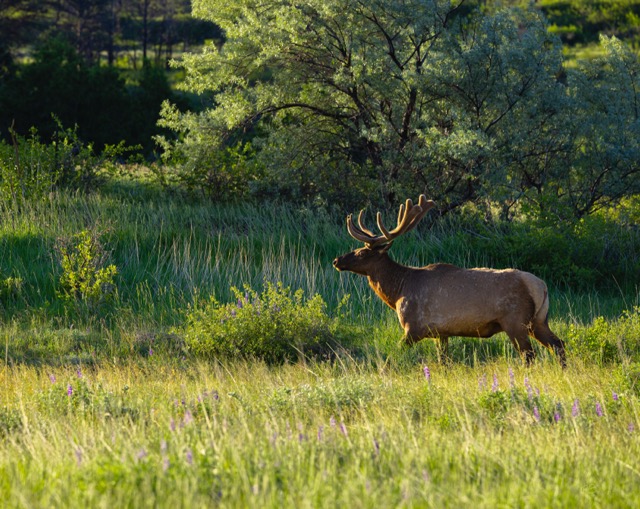 CB Photography Elk In Meadow CB Photography Elk In Meadow