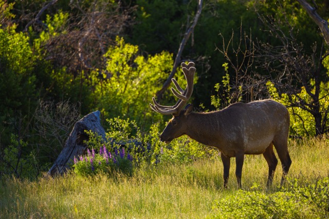CB Photography Elk With Bush CB Photography Elk With Bush