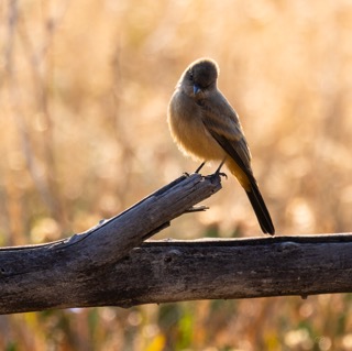 CB Photography Say's Phoebe Tyrant Flycatcher CB Photography Say's Phoebe Tyrant Flycatcher