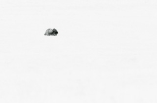 CB Photography Bison Resting In Grass Fine Art