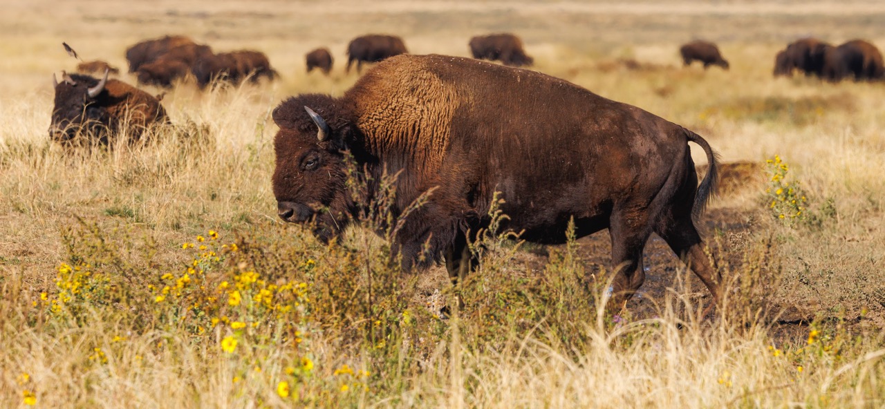 CB Photography Bison Bull With Herd CB Photography Bison Bull With Herd