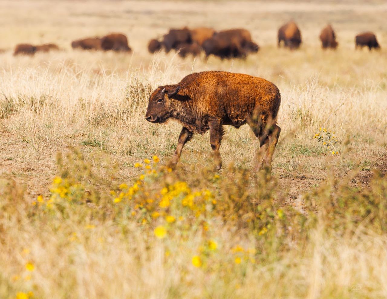 CB Photography Bison Calf CB Photography Bison Calf